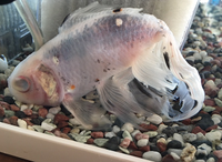 只今、金魚も絶不調。 2016/11/22 22:00:43