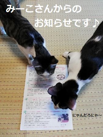 猫カフェみーこさん
