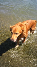 笑う犬の冒険 5