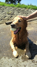 笑う犬の冒険 6
