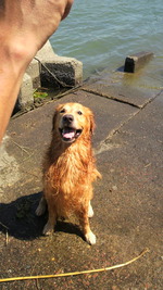 笑う犬の冒険 5