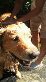笑う犬の冒険 6