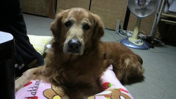 どうせ僕は犬だから…