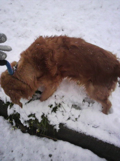 『どんちゃん、雪に興奮する』の巻