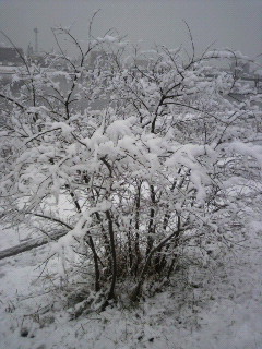 ゆ、雪国や〜(汗)