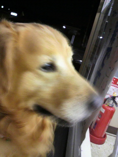 忠犬どんちゃん