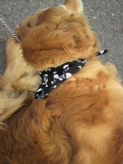ちょい悪どんちゃん