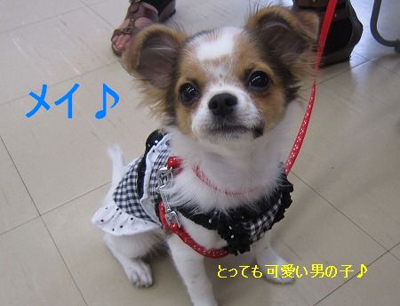 With Dog 犬を飼うリスク