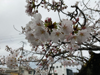 開花宣言！