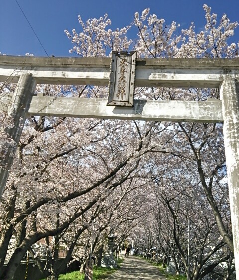 大年さんの、桜のトンネル。