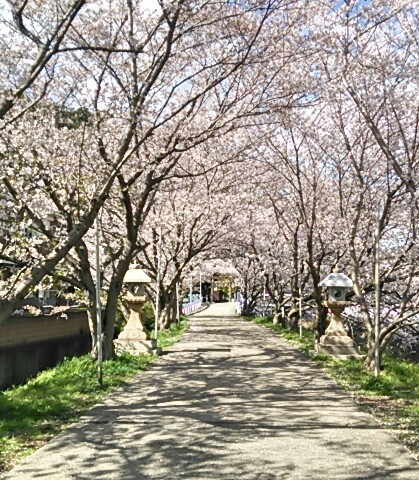 大年さんの、桜のトンネル。