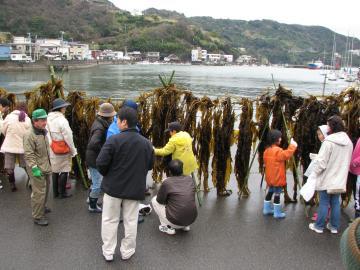 ワカメがり大崎海南