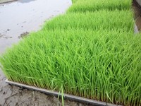 yasaiyanの田んぼepisode 田植え
