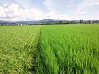 Yasaiyanの田んぼでございます