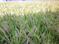 yasaiyanの田んぼでございます