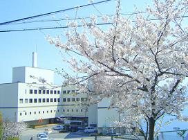 高津子山の桜はまだ満開です。
