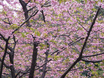 河津（かわづ）桜満開！