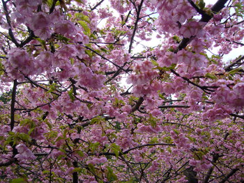 河津（かわづ）桜満開！