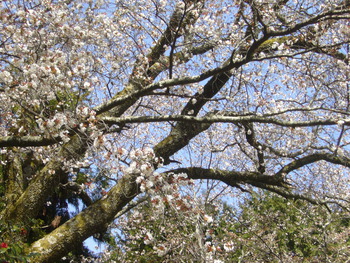 庚申堂の桜