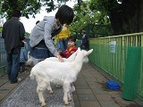5月5日子どもの日、動物園ではこんな楽しいイベントが♪
